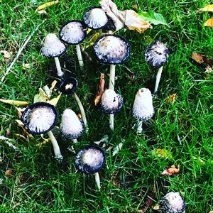 Meet your Posher, Carrie